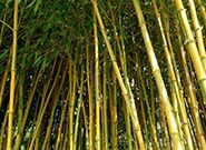 Bamboo Pellet Making