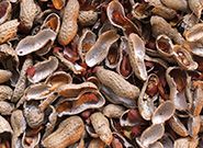 Peanut Shell Pellet Making