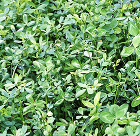 Allfalfa Grass